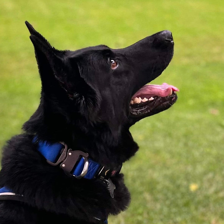 Black German Shepard Giant Dog Gear Large Dog Collar Metal Cobra Buckle