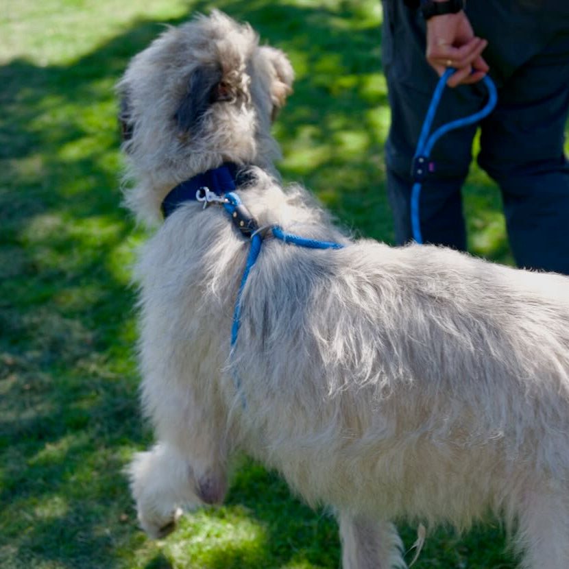 Giant Dog Gear, Leash for Large Dogs, Rope Leash for Big Dogs, Big Dog Leash, Large Dog Leash, Giant Dog Leash, Harness Leash, Wrap Leash, Leash with Carabiner Clip