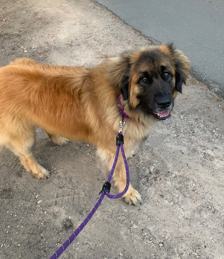 Leonberger dog with giant dog gear rope traffic loop dog leash dog lead