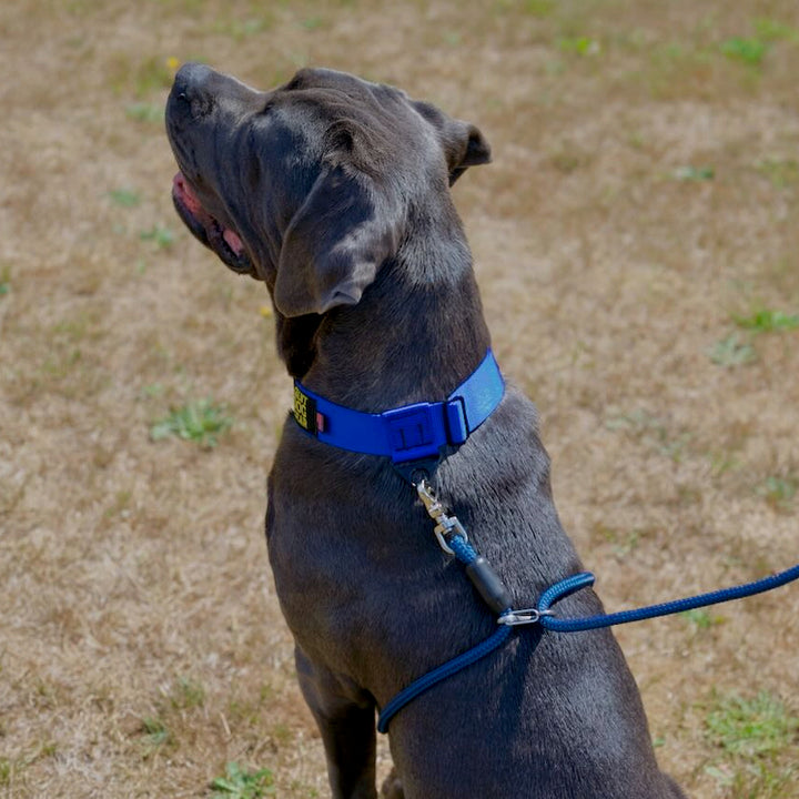 Large Dog Collar, Large Dog Leash, Best Dog Collar, Best Dog Leash, Giant Dog Collar, Giant Dog Leash, Giant Dog Gear, Giant Dogs, Giant Dog Breed, Cane Corso, Mastiff