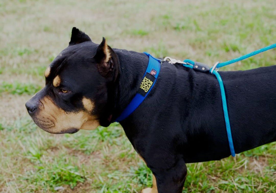 Think Your Dog Could Break Our Gear? Think Again.