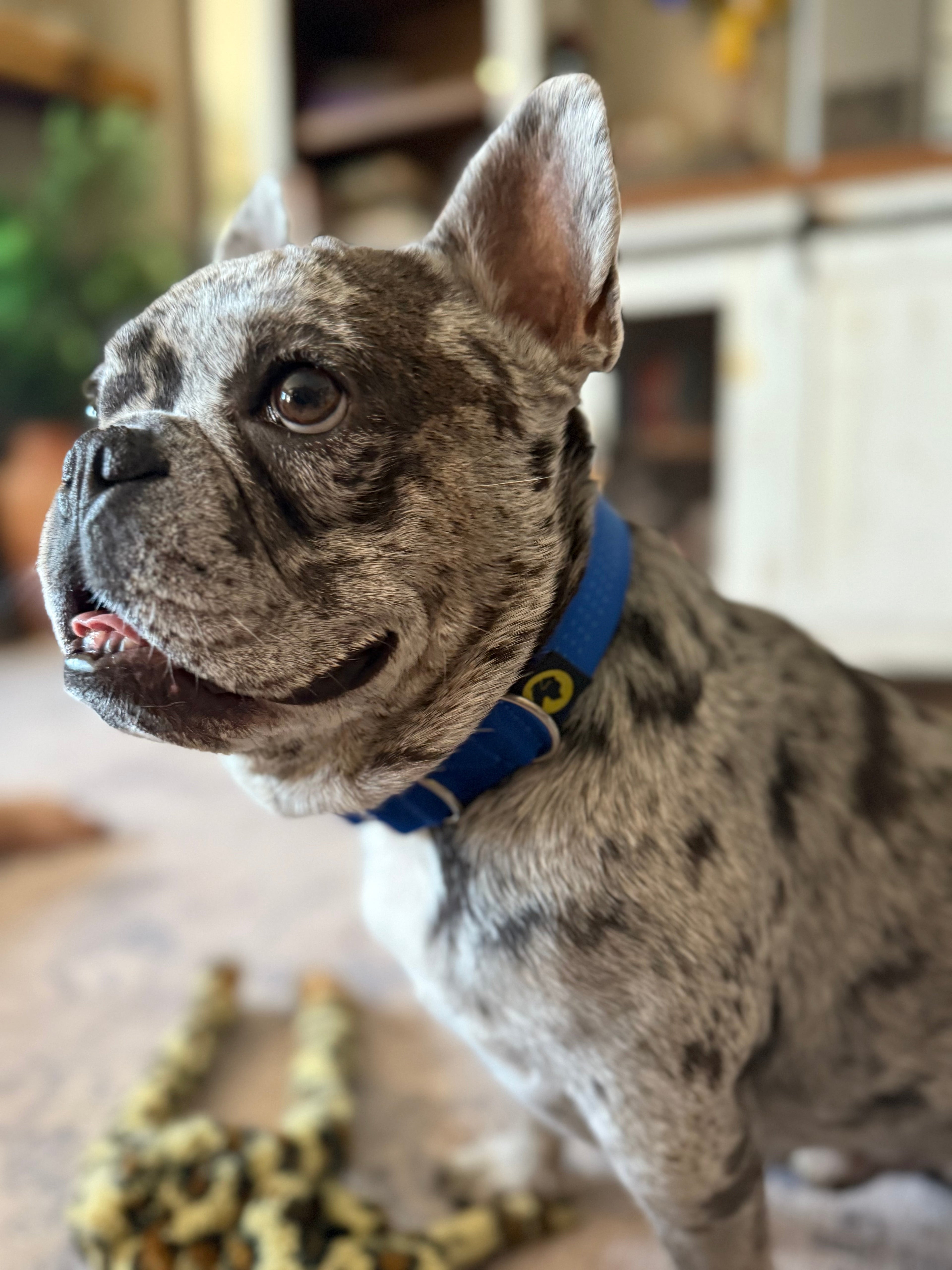 Tiny Giant Dog Gear: Strong Collars and Leashes for Small Dogs with Big Energy