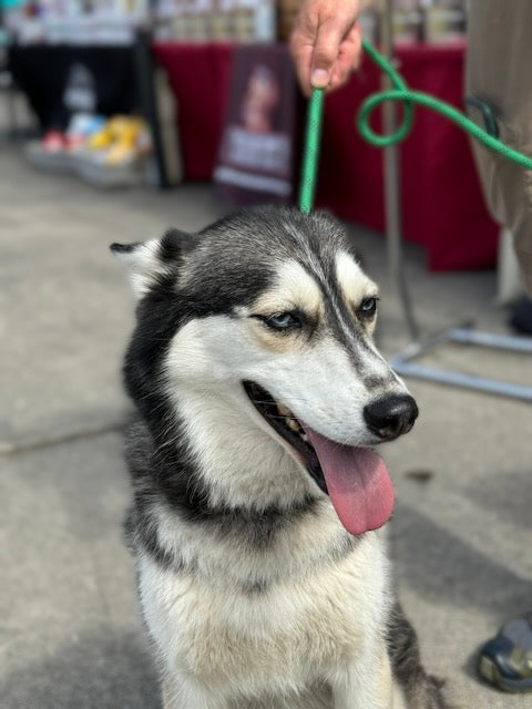 Why Does My Dog Pull on the Leash So Hard? (and What Works to Fix It?)