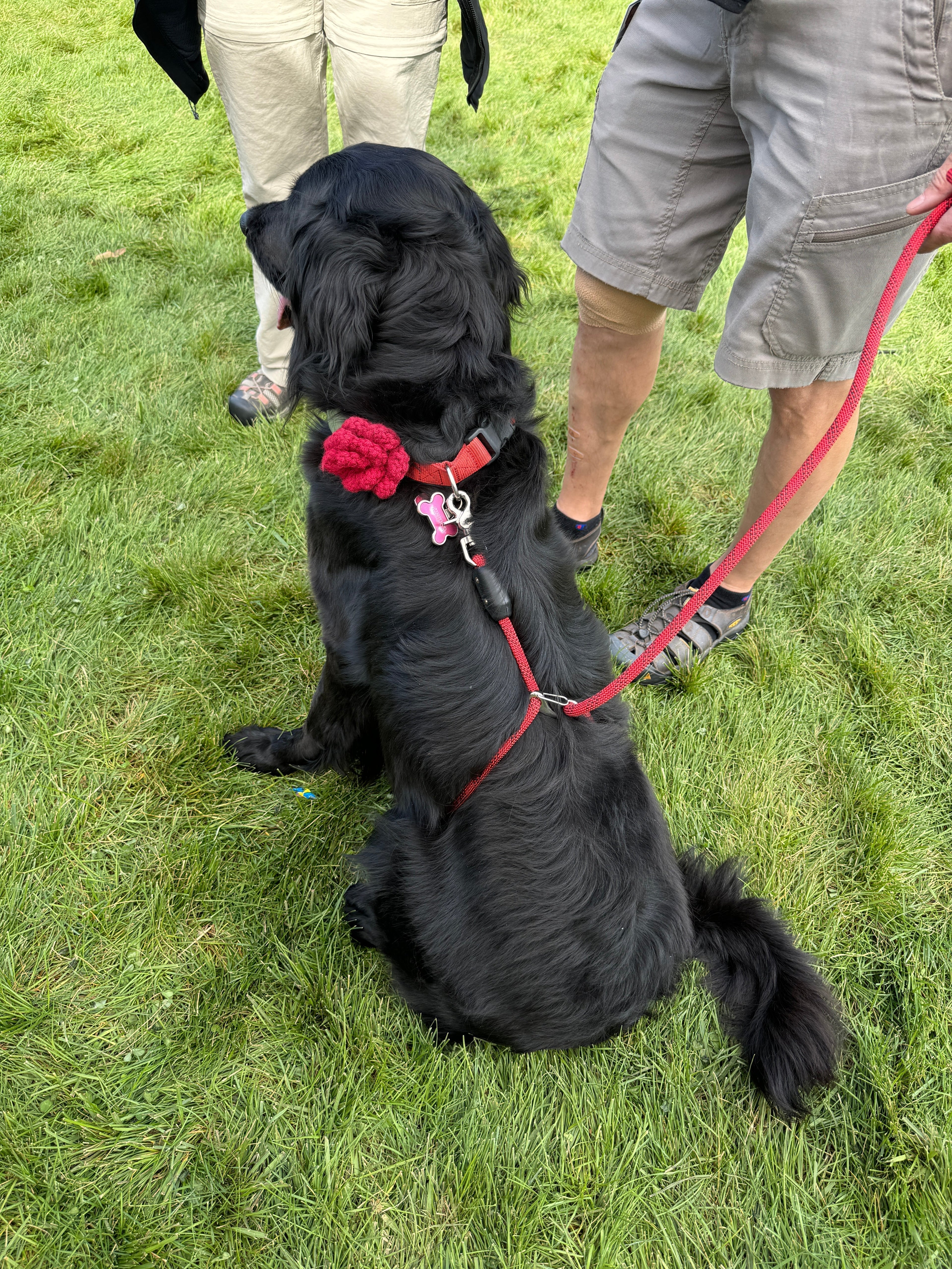 Best Dog Leashes for Large Dogs That Pull (2026 Guide)