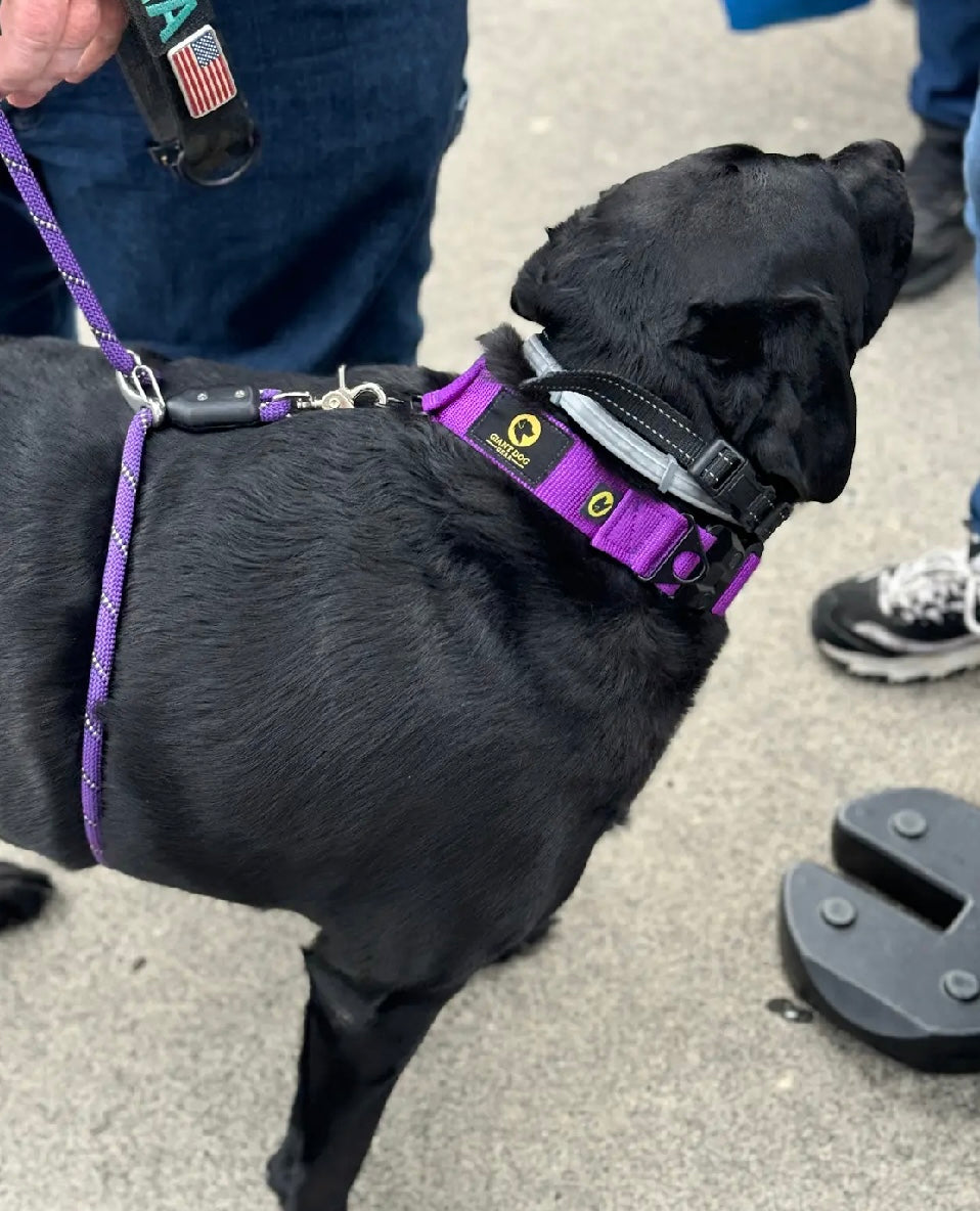 Why Harnesses Often Make Dogs Pull Harder, and a Better Way to Walk Them