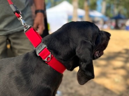 What Is a Martingale Collar (and Why It Works for Dogs That Slip Out of Everything)