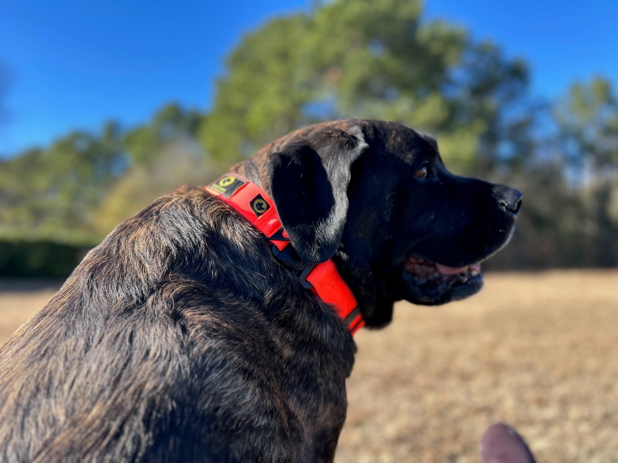 Large black Mastiff dog wearing a bright orange Giant Dog Gear collar sitting in a field in the sun